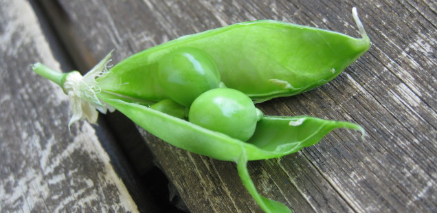 Update #4 -- Not Such a Sweet Pea