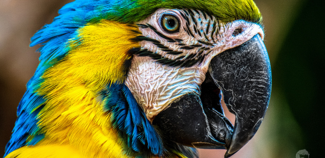 Of Constipated Parrots and Brain MRIs