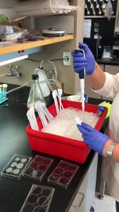 lab-technician-testing-drugs-against-cell-lines-169x300